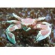 NEOPETROLISTHES OSHIMA CANGREJO PORCELANA