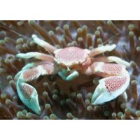 NEOPETROLISTHES OSHIMA CANGREJO PORCELANA