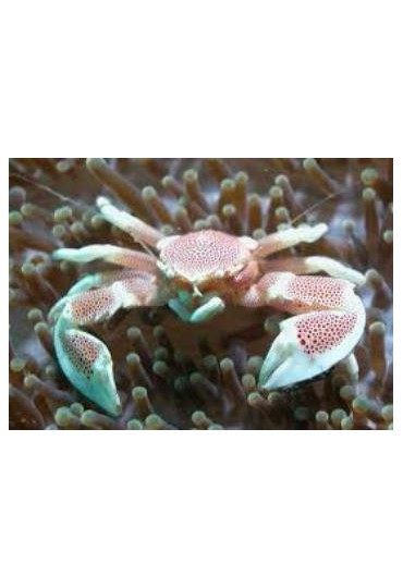 NEOPETROLISTHES OSHIMA CANGREJO PORCELANA NEOPETROLISTHES OSHIMA CANGREJO PORCELANA