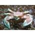 NEOPETROLISTHES OSHIMA CANGREJO PORCELANA