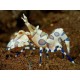 GAMBA HYMENOCERA ELEGANS
