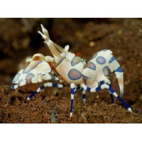 GAMBA HYMENOCERA ELEGANS