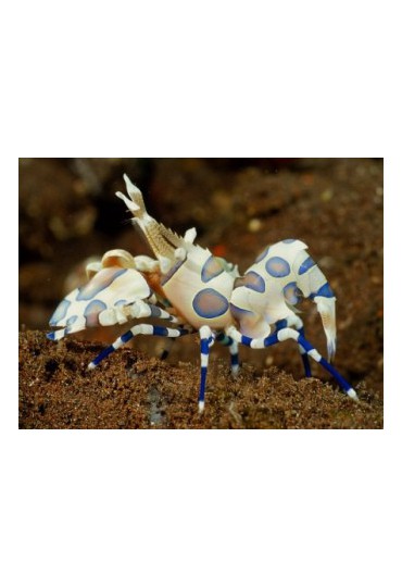 GAMBA HYMENOCERA ELEGANS