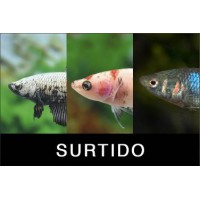 betta hembra