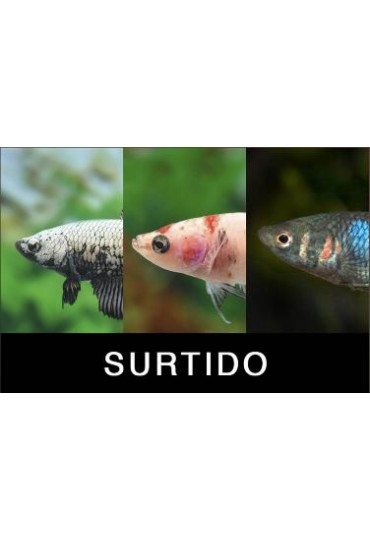 betta hembra