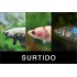 BETTA HEMBRA SELECCION DELUXE