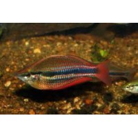 MELANOTAENIA TRIFASCIATA