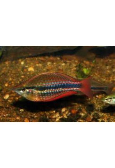 MELANOTAENIA TRIFASCIATA