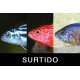 CICLIDO SURTIDO MALAWI