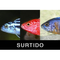 CICLIDO SURTIDO MALAWI