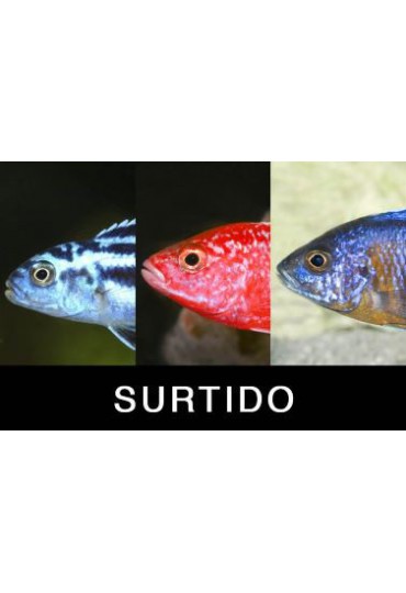 CICLIDO SURTIDO MALAWI