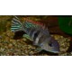 GEOPHAGUS PROXIMUS