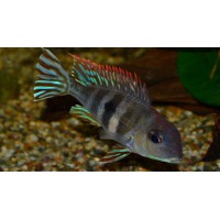 GEOPHAGUS PROXIMUS