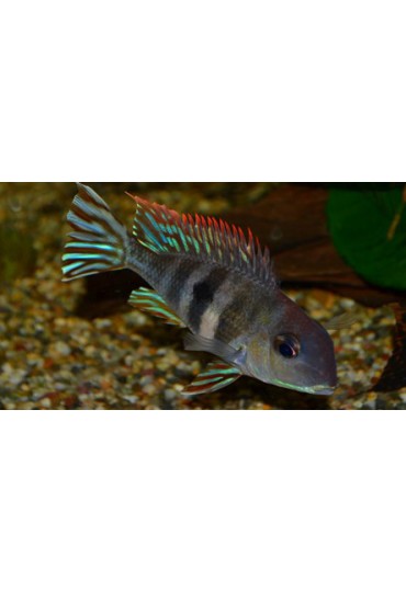 GEOPHAGUS PROXIMUS