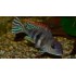 GEOPHAGUS PROXIMUS