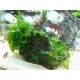 TRONCO MUSGO LOMARIOPSIS VESICULARIA