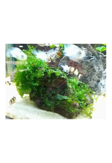 TRONCO MUSGO LOMARIOPSIS VESICULARIA