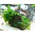 TRONCO MUSGO LOMARIOPSIS VESICULARIA