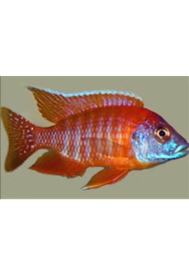 AULONOCARA RUBESCENS