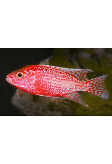 AULONOCARA SP ROJO DRAGON