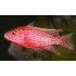 AULONOCARA SP ROJO DRAGON