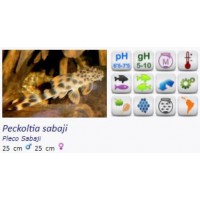 PECKOLTIA
