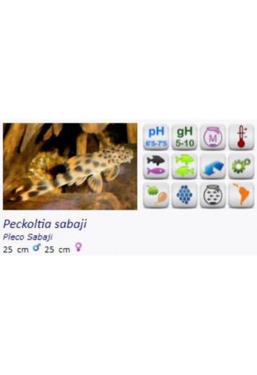 PECKOLTIA