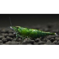 GAMBA VERDE JADE