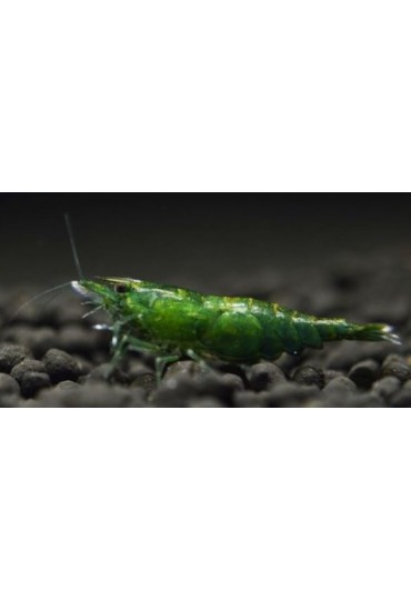 GAMBA VERDE JADE