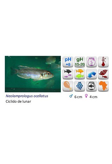 LAMPROLOGUS OCELLATUS LAMPROLOGUS OCELLATUS