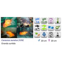 ORANDA SURTIDO