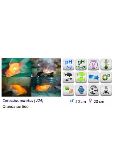 ORANDA SURTIDO