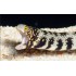 ECHIDNA NEBULOSA