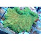 MERULINA FLUOR AUSSIE
