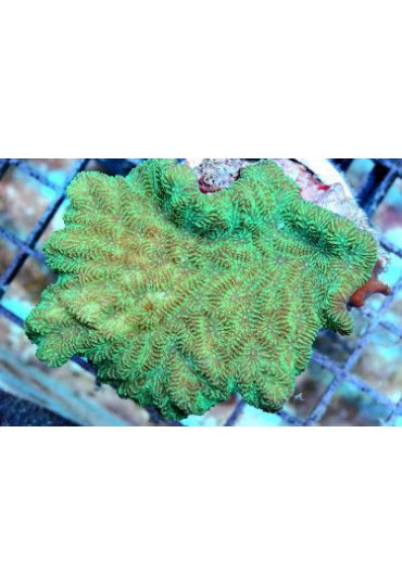 MERULINA FLUOR AUSSIE