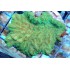 MERULINA FLUOR AUSSIE