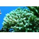 SERIATOPORA CALIENDRUM