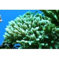 SERIATOPORA CALIENDRUM