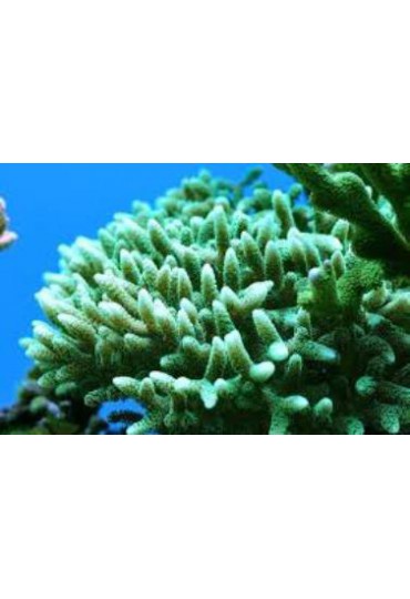 SERIATOPORA CALIENDRUM