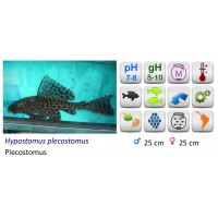 PLECOSTOMUS