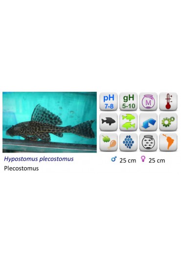 PLECOSTOMUS PLECOSTOMUS