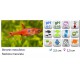 RASBORA BORARAS MERAH