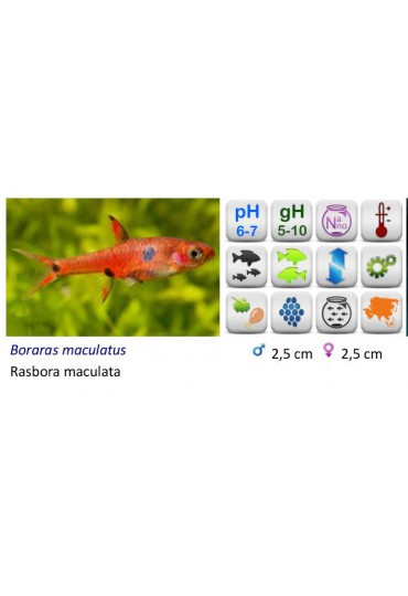 RASBORA BORARAS MERAH