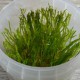 PLANTAS/ MUSGOS IN VITRO