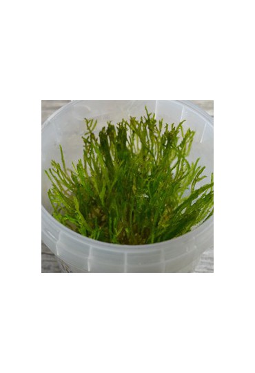 PLANTAS/ MUSGOS IN VITRO