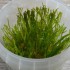 PLANTAS/ MUSGOS IN VITRO