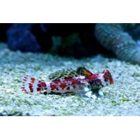 SYNCHIROPUS MARMORATUS