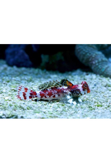 SYNCHIROPUS MARMORATUS