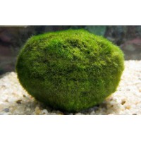 CLADOPHORA AEGAGROPHILA