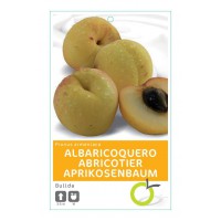 ALBARICOQUERO BULIDA